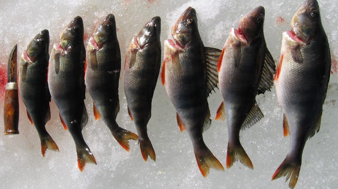 An Angler's Paradise – Fishing the Tornio River in Pello Pello -  Discovering Finland