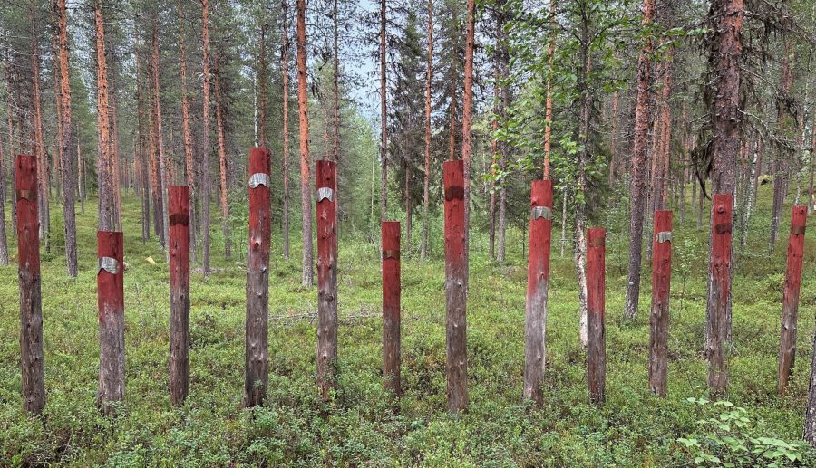 En Finlande: Un artiste transforme l'écorce de bouleau en oeuvres